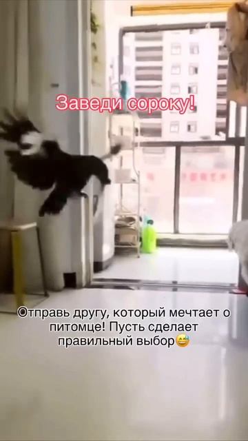 Значит сороку