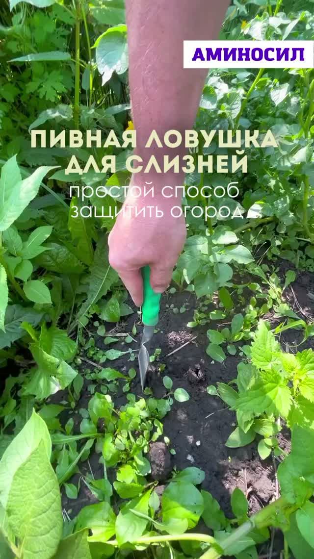 🍺🐌 Пивная ловушка для слизней — простой способ защитить огород