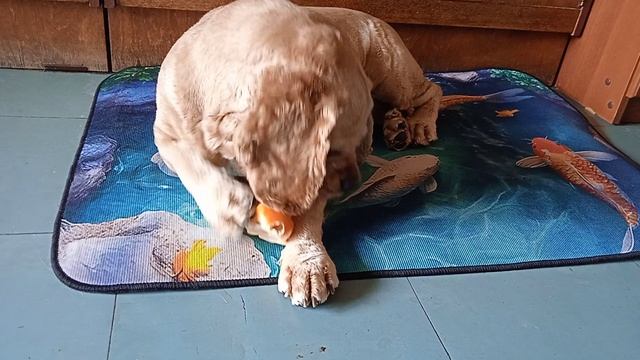 Лапушка Арчи с любимой игрушкой! VID_20260722_103455