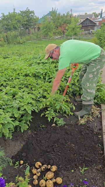 Урожай картохи из пятёрочки.