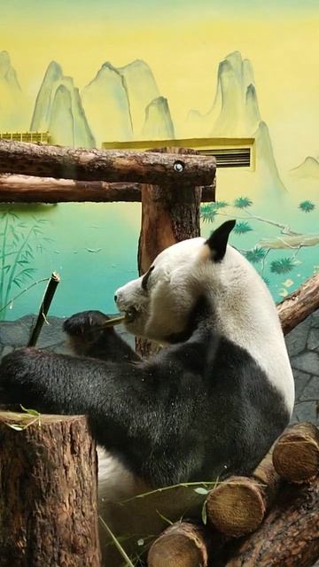 Я был в зоопарке в Москве и заснял Панду🐼🥰😍🥰
