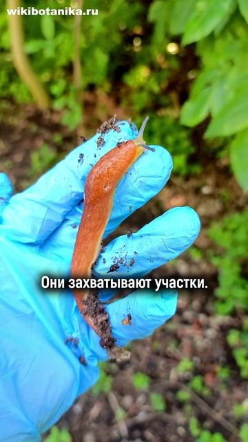 ИСПАНСКИЕ СЛИЗНИ наступают!