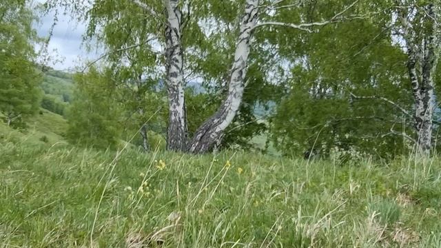 Красотища природы Алтайского края