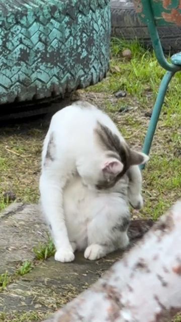 Суровый кот Бонифаций