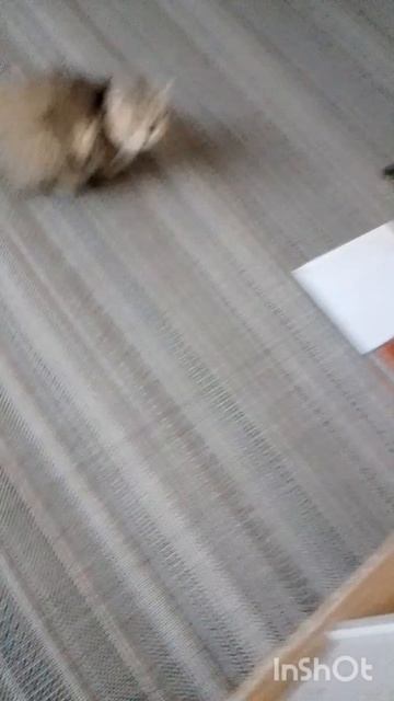 Настроение прям кого то пранконуть