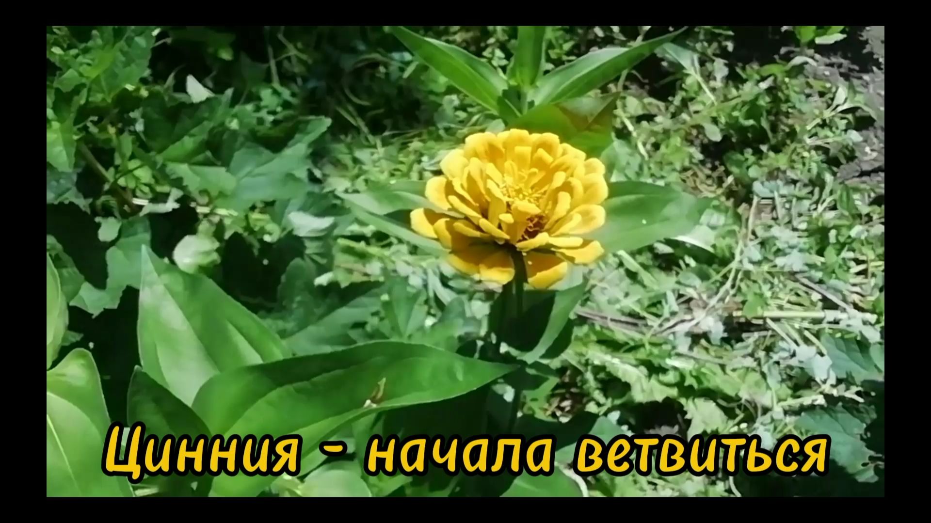 Цинния - начала ветвиться