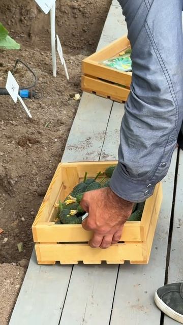 Сбор огурцов 🥒🥒🥒