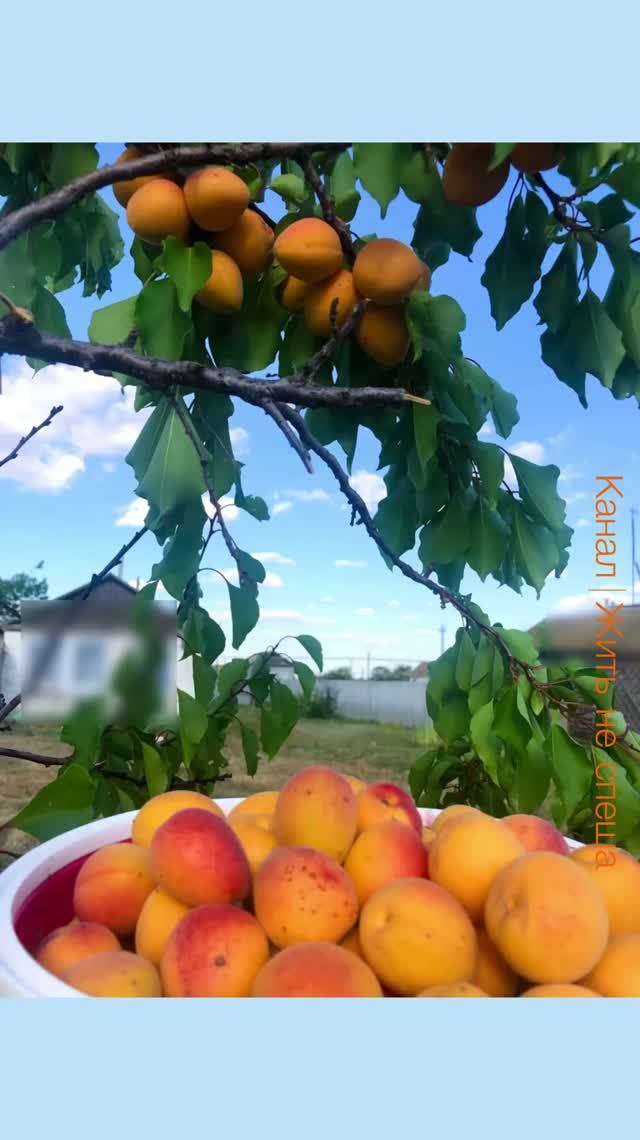 ИСПЕКЛА ЛЕТНИЙ ПИРОГ, НЕ УХОДЯ С ДАЧИ 🌿🥧