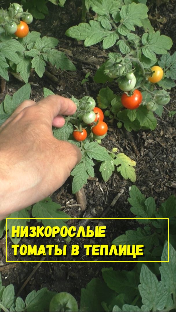 Обзор мелких низкорослых томатов в теплице