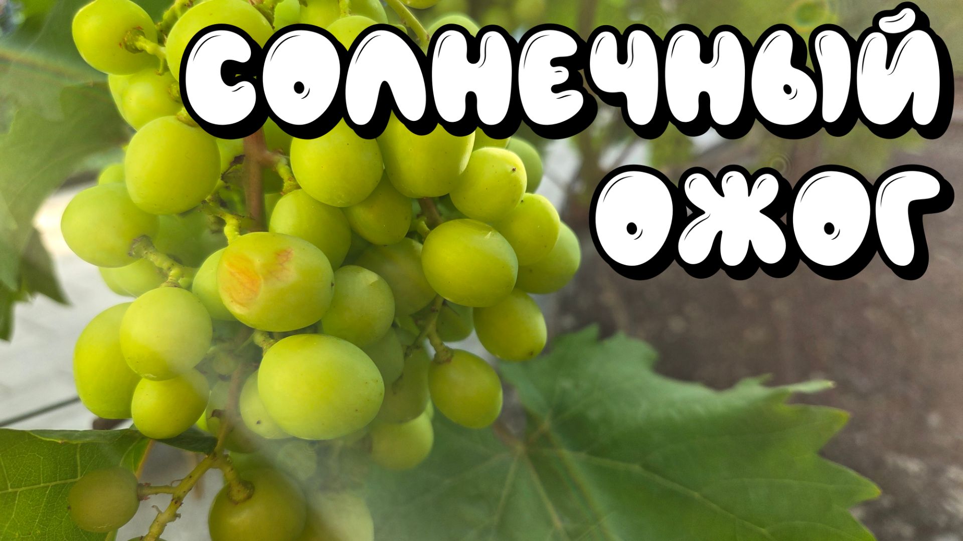 СОЛНЕЧНЫЙ ОЖОГ ВИНОГРАДА. Варианты защиты.