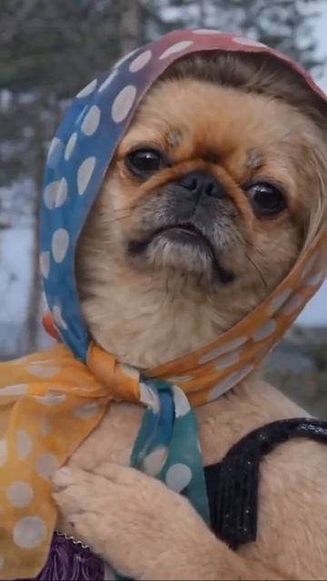 Любовь и Голуби