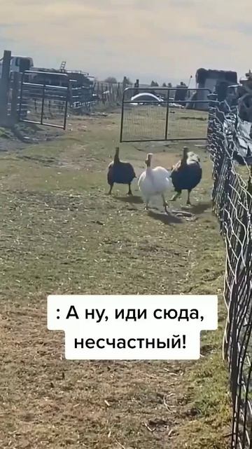 Играет