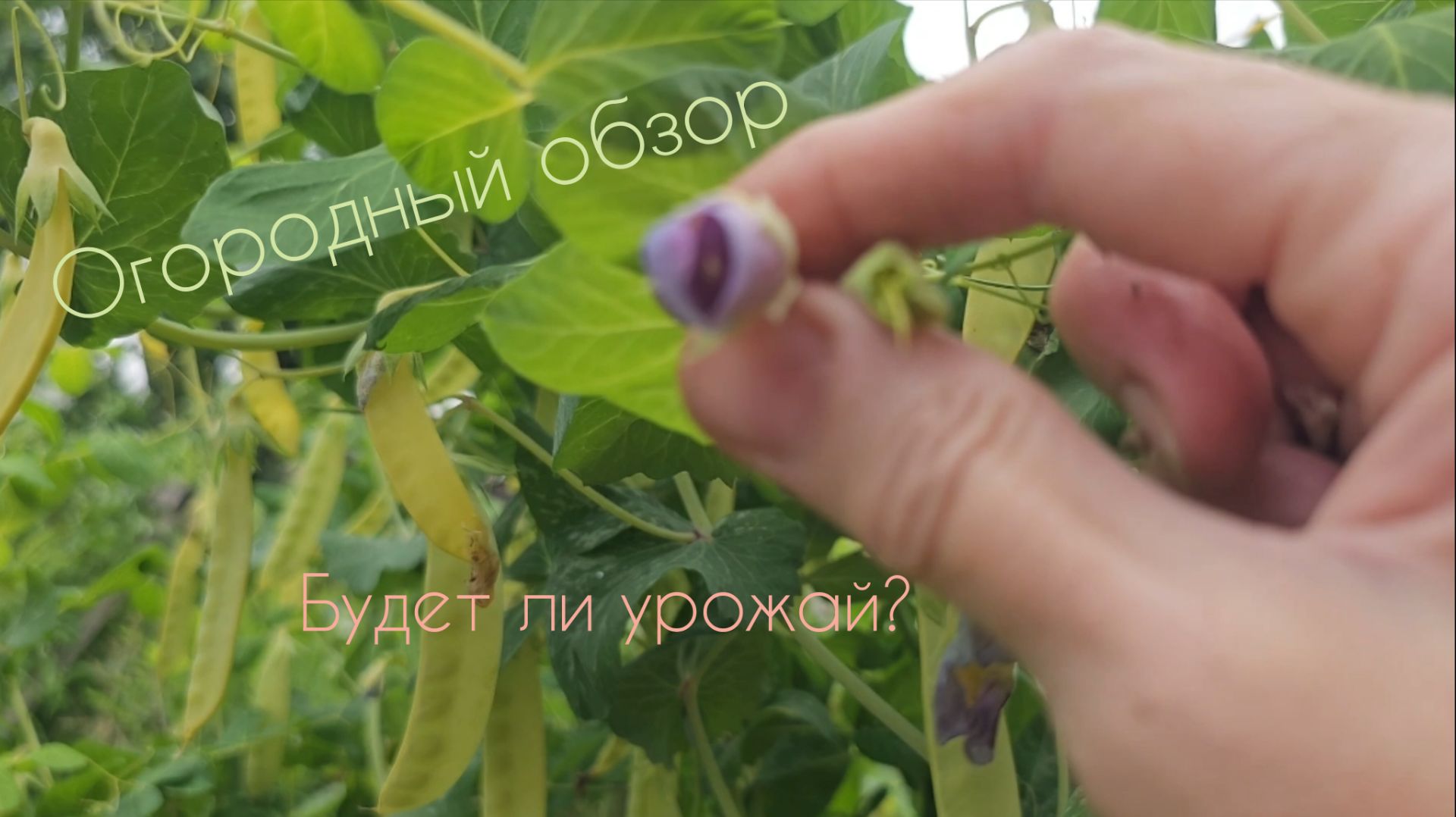 Урожай у друзей уже пропал 🍅🧄🥕🥦🫛 Такая погода ⛈️ Я надеюсь 💫