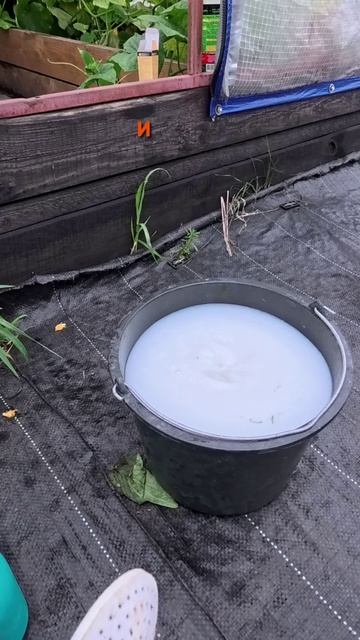 ДЕДОВСКИЙ СЕКРЕТ от фитофторы на томатах! 🍅🥛