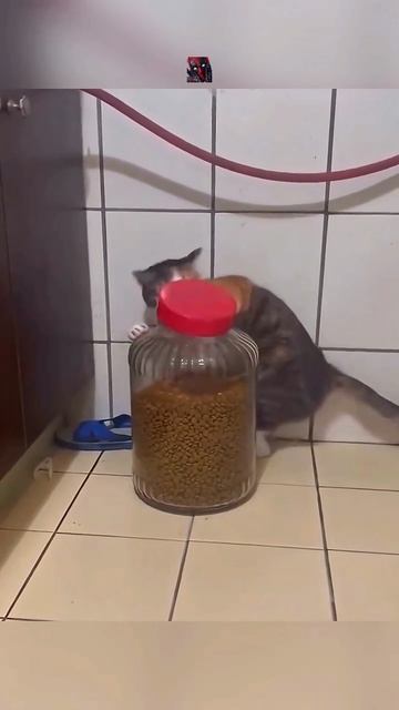 Смешные и милые КоТиКи 😼🫶😎