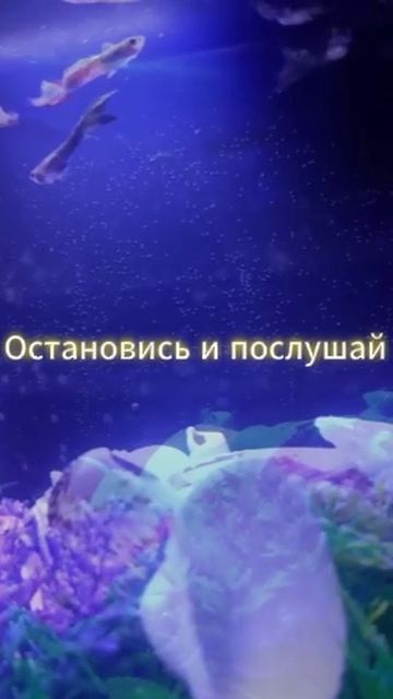 Видео с моего канала