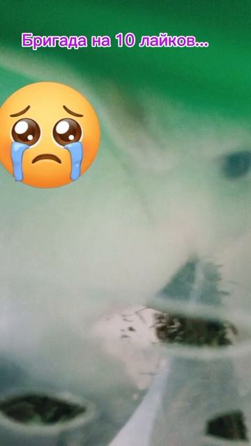 Бригада на 10 лайков😢... Последнее видео с Верой в этом месяце...