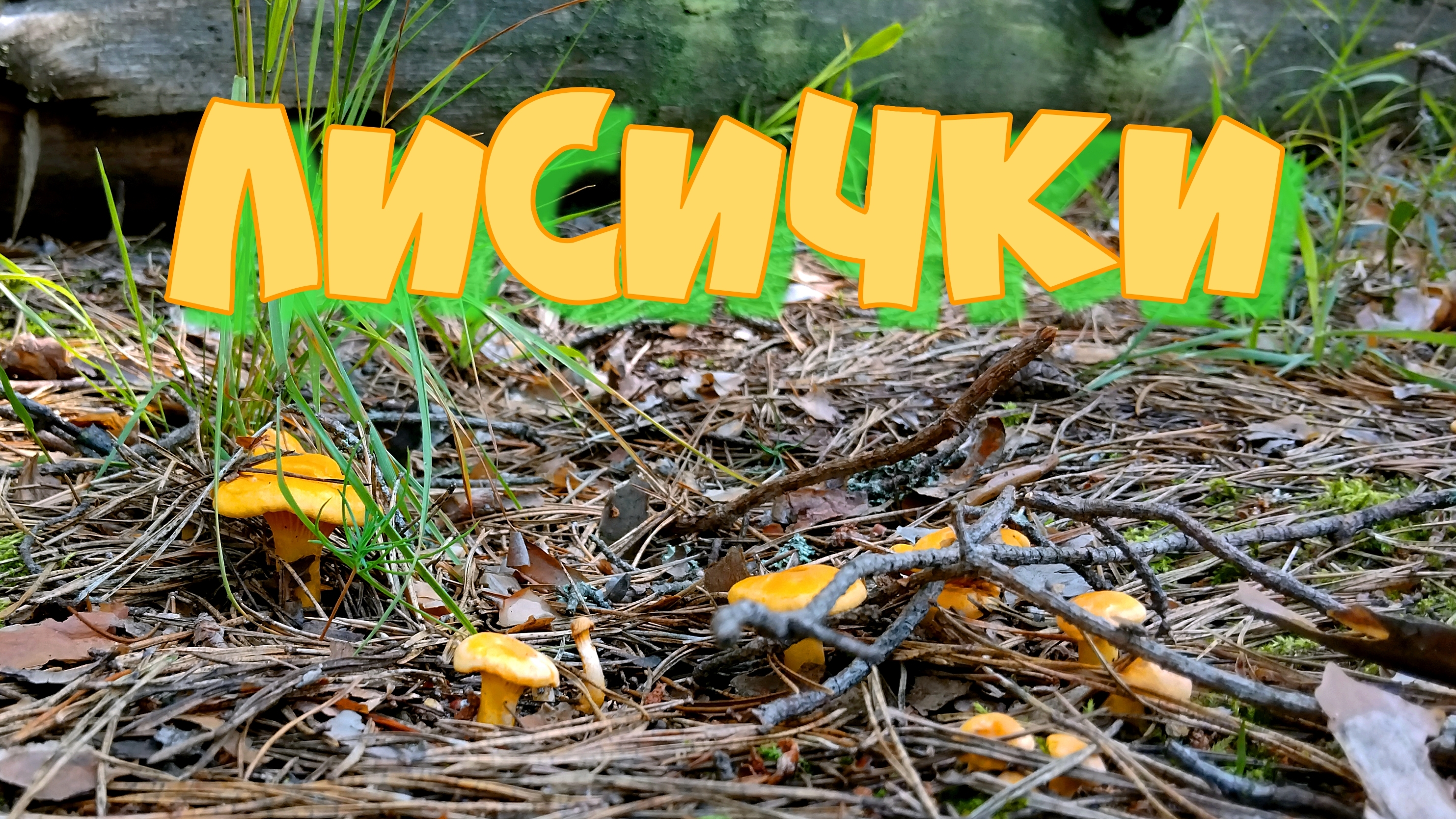 ЛИСИЧКИ
