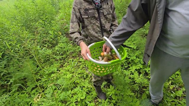 Вырвались в лес в субботу, а там — ни живой души, только срезы! #грибы #тихаяохота #грибники #лес