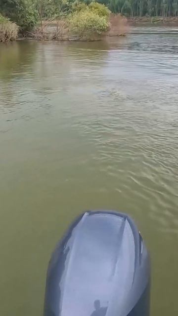 Щука на рыжик !