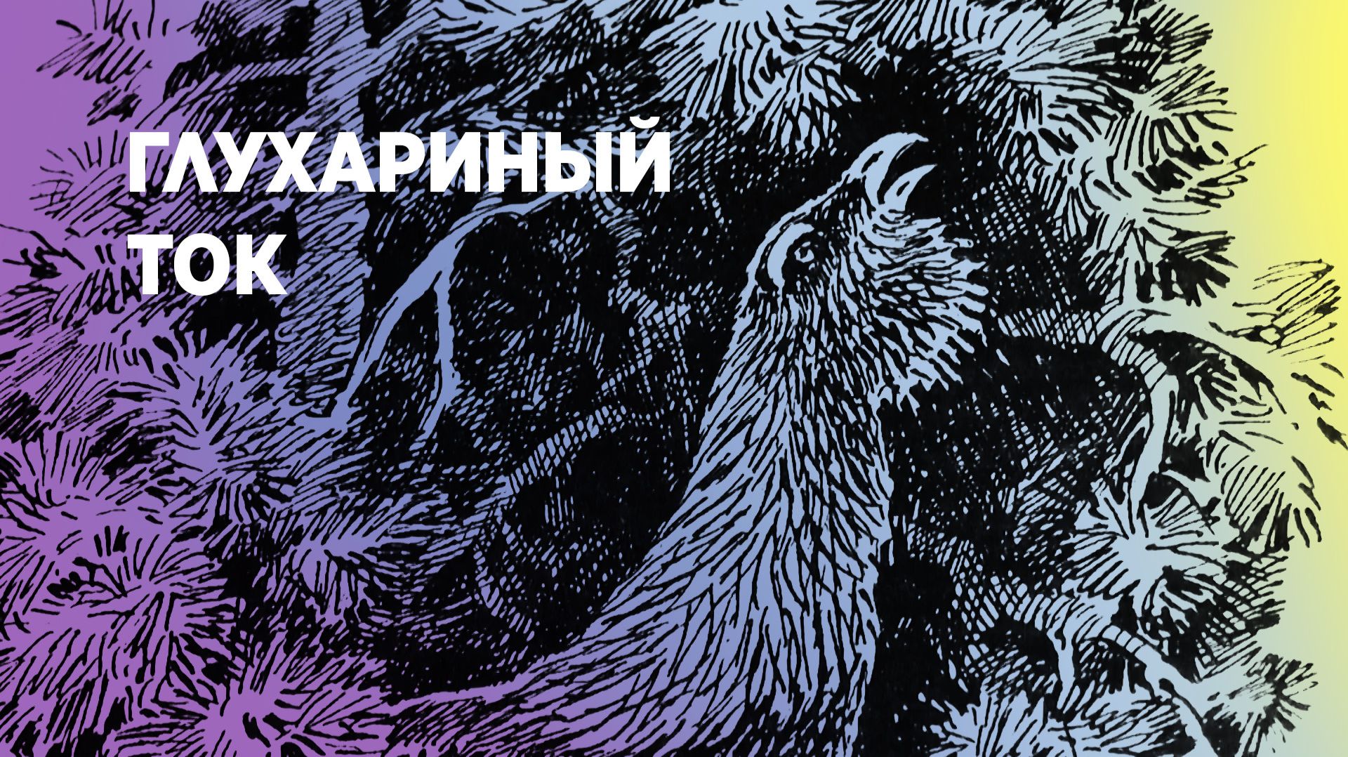 Глухариный ток
