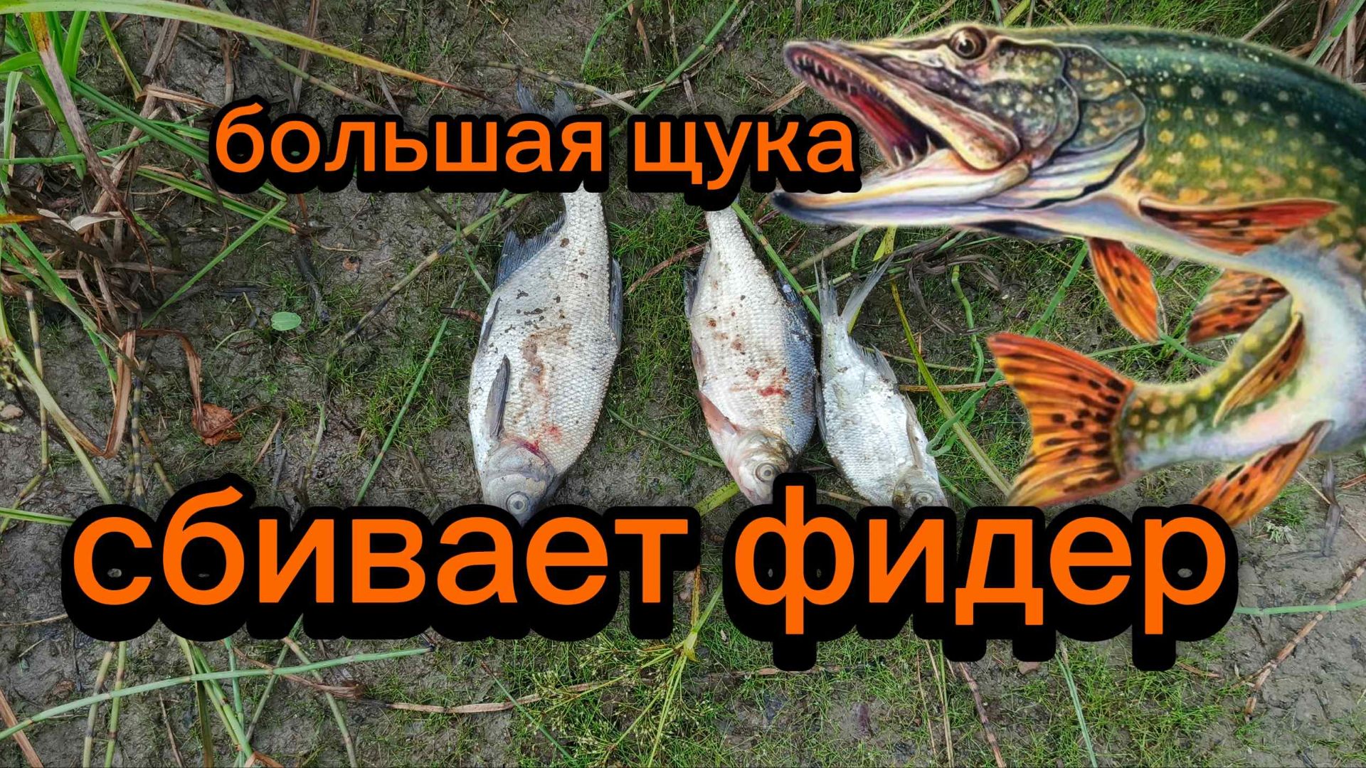 Большая щука сбивает фидер