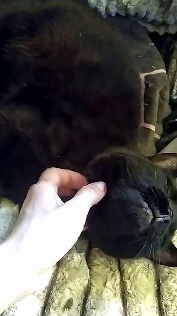 Кошка: 'Ещё чуть-чуть... вот здесь... да-а-а...'  #shorts