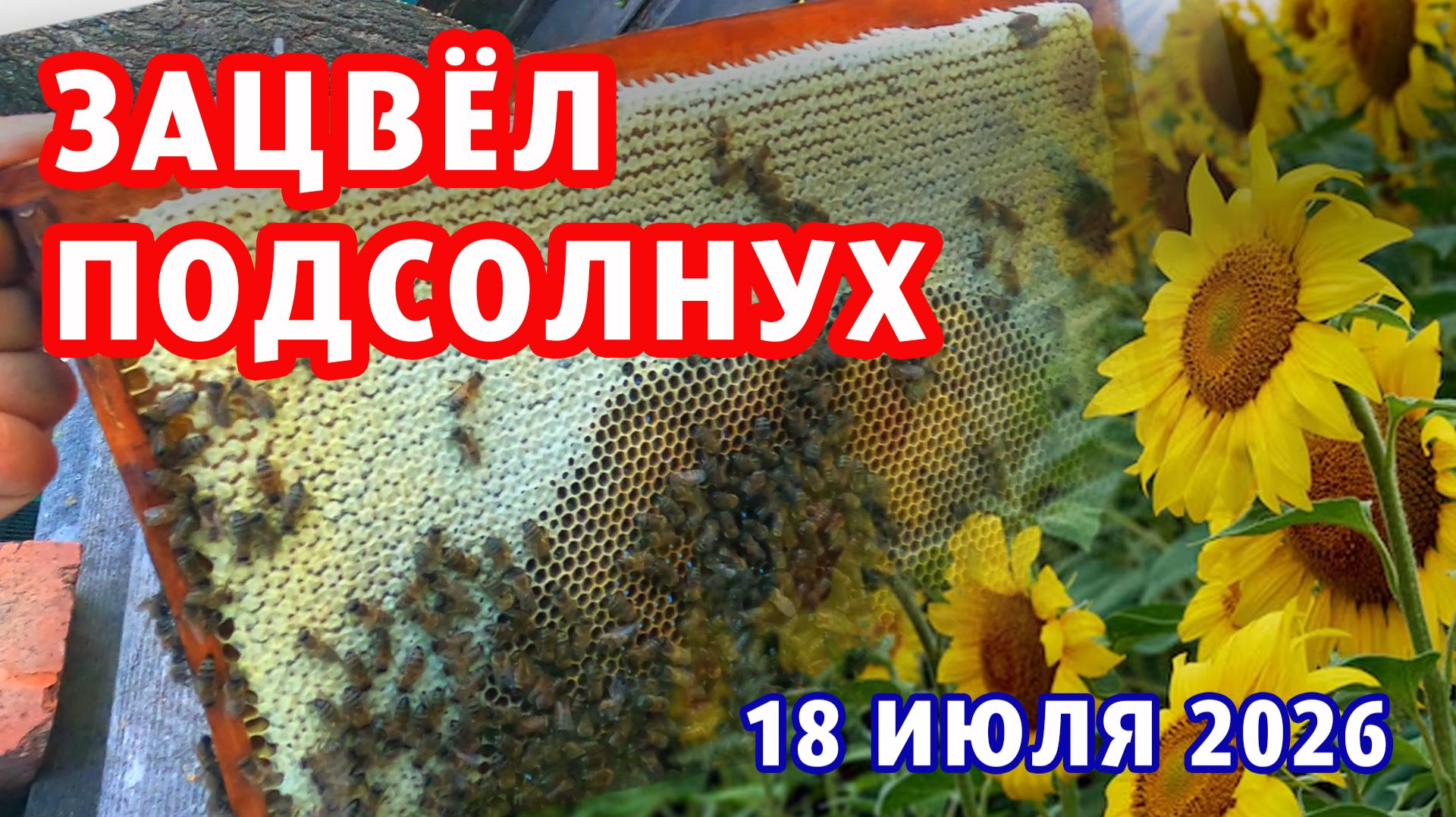 ЦВЕТЁТ ПОДСОЛНУХ ПАСЕКА ГУДИТ