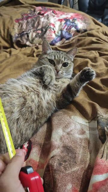 Замеряем кошку