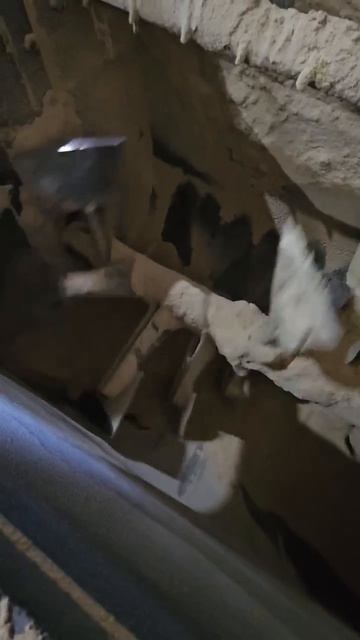 Смеситель горизонтальный лопастной одновальный