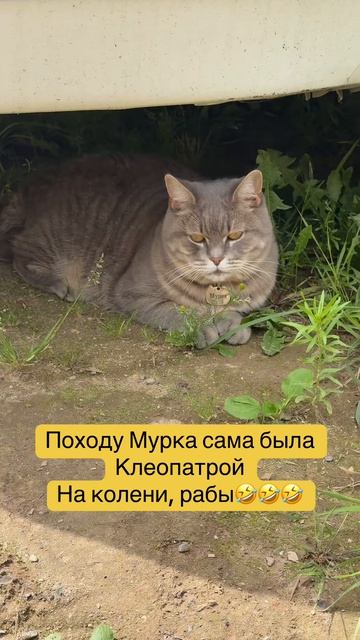 #shorts #entertainment #юмор #прикол #приколы  #shortsvideo #top  #memes #egypt