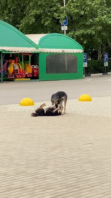 Собак
