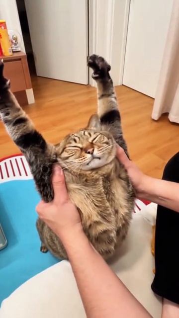 счастливые коты радуют всех , куда без них , Funny Cats