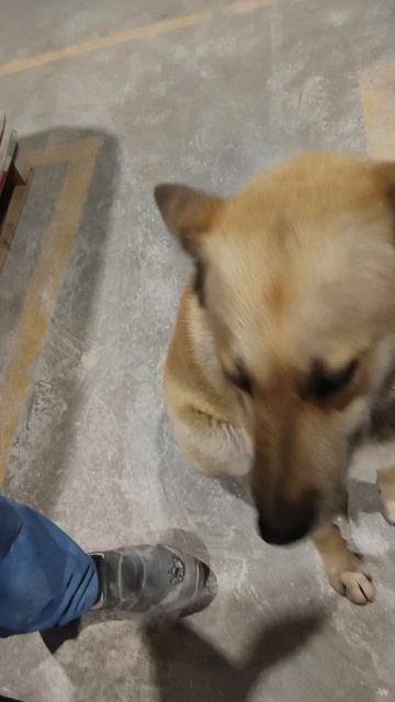 Дали стажера🐶