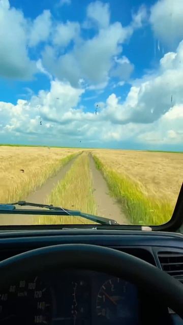 По полю ячменя   #drone #природа #природныепейзажи #nature #русскоеморе #automobile