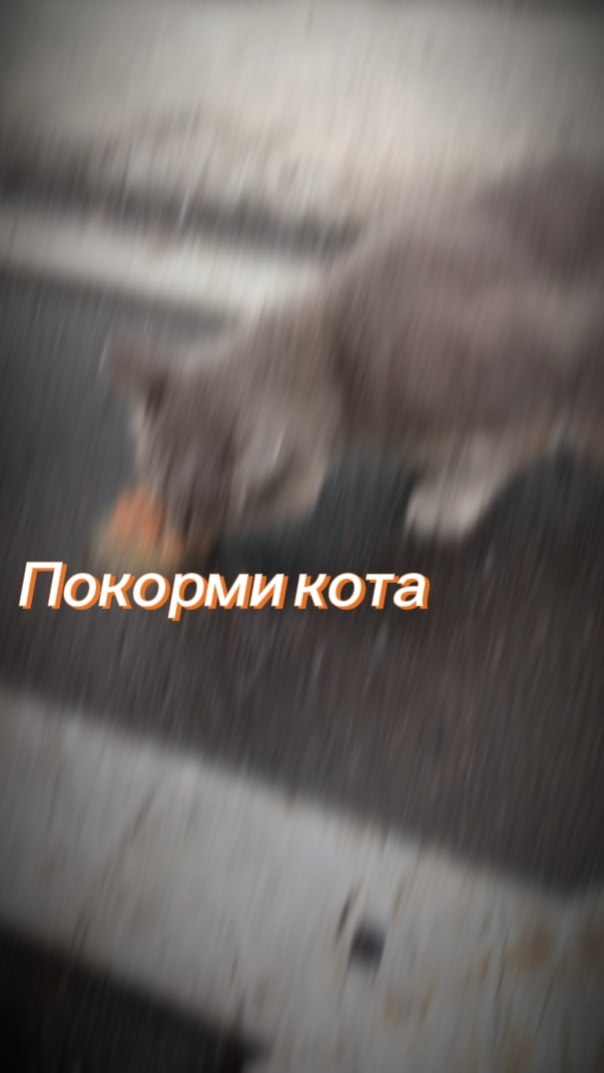 Покорми кота