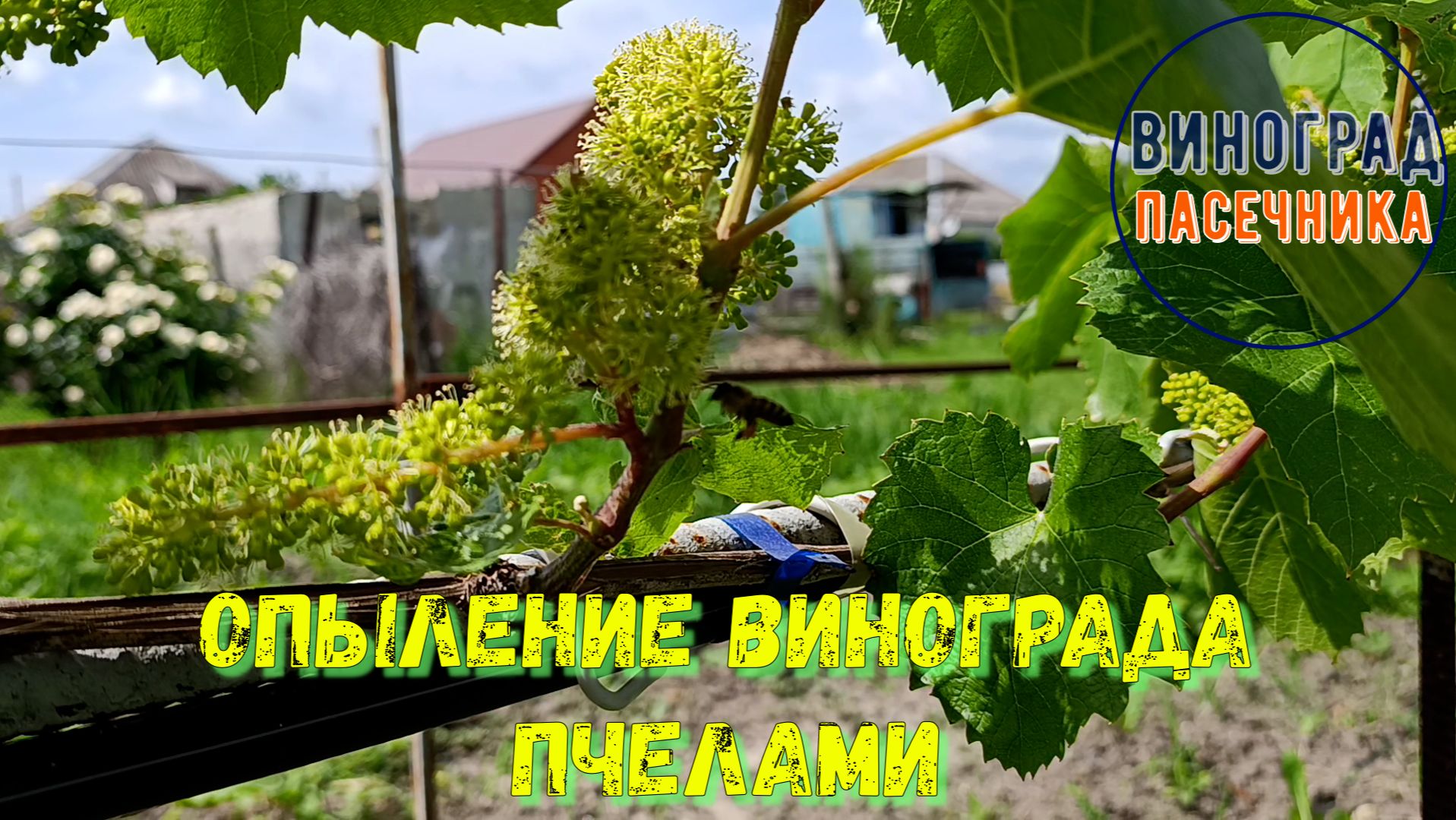 Пчела опыляет виноград.