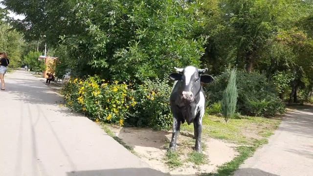 Приехали в город, прогулка 🚵 покажу гортензии в парке...