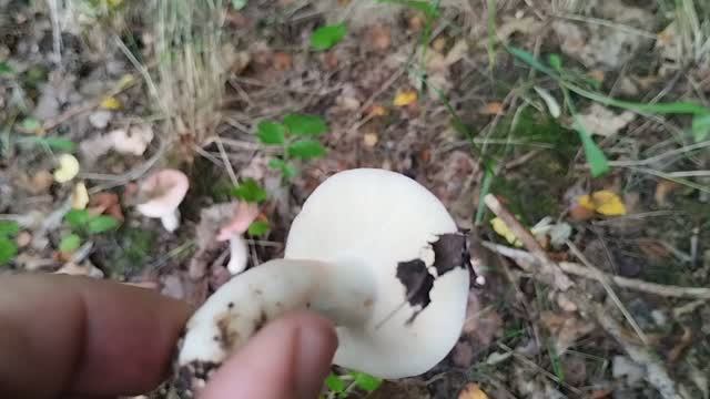 Грибное место