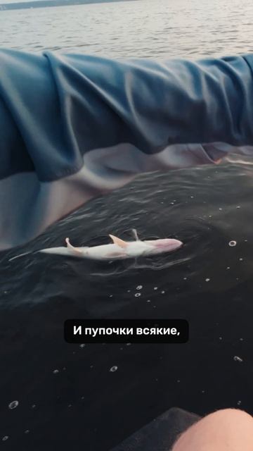 Хочешь поймать больше судака? Ищи его в пелагике ☝️ #teammida #frapp