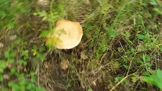 Орехи для беззубого.