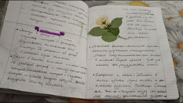 День тюленя,😉 легенда о жасмине 🌸