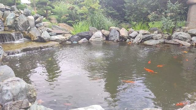 Краснодар. Японский сад 2026. Krasnodar. Japanese Garden 2026