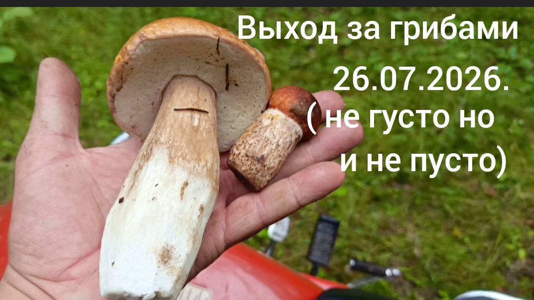 Выход за грибами 26.07.2026. ( не густо но и не пусто)