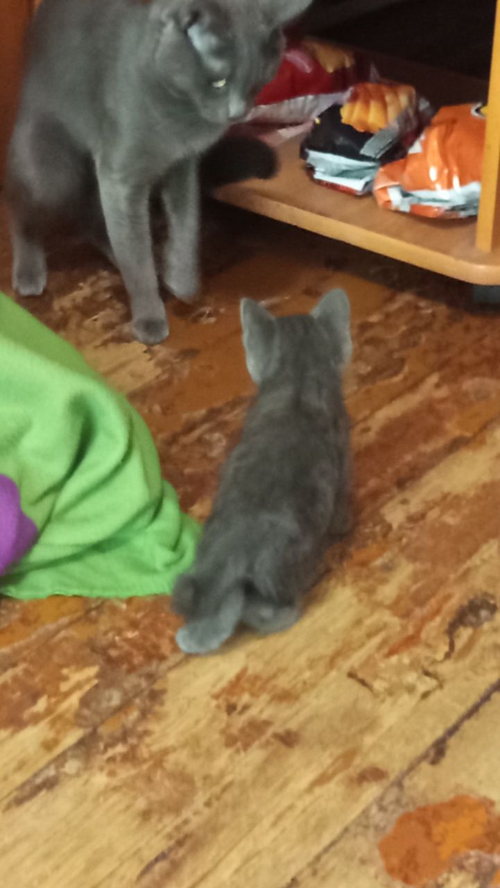 Кот Атос встречает кота Фантомаса! #shorts #котатос #котфантомас #коты #атосифантомас