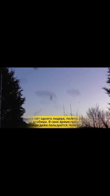 ЭВЕРЕТТ ГРИНБЕРГ 3. МУРМУРАЦИИ