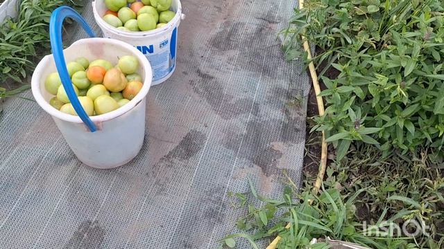 Собираю зелёные томаты. Погода испортилась. Черри радуют.