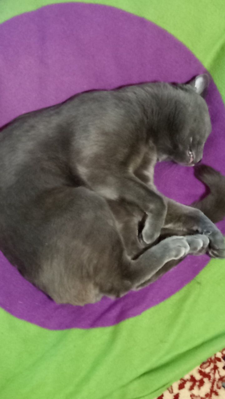 Кот Атос любит хорошо выспаться!!! #shorts #котатос #животные #коты #кошачийсон