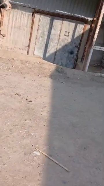 102000сом в Кыргызстане бычки на продажу +996 770 650 952