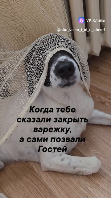 несправедливо #собака #собакадругчеловека #собакабарабака